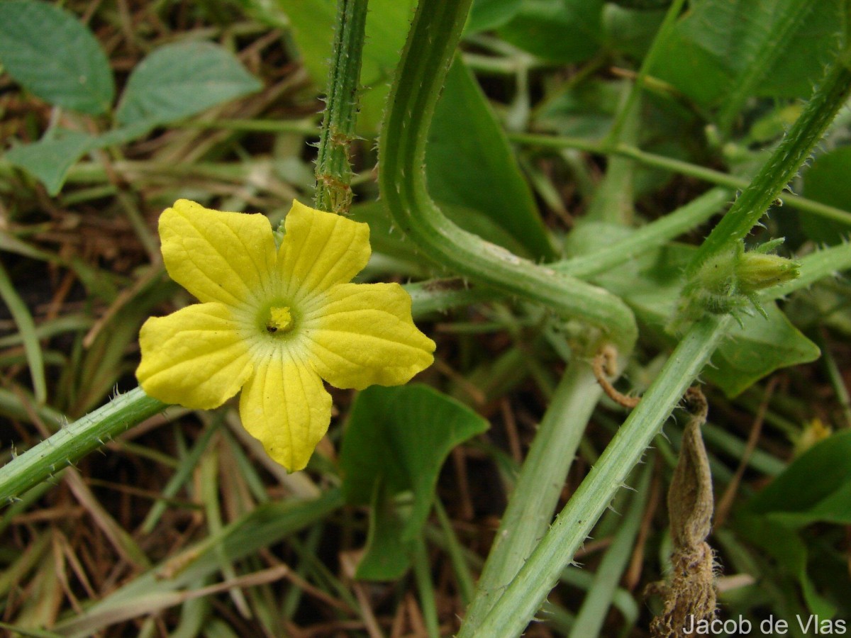 Cucumis melo L.